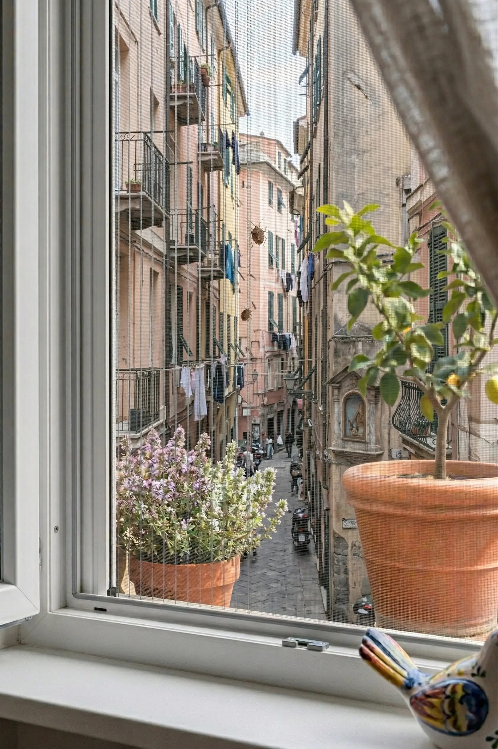 zanzariera contro cimice genova zanzariera contro cimice genova