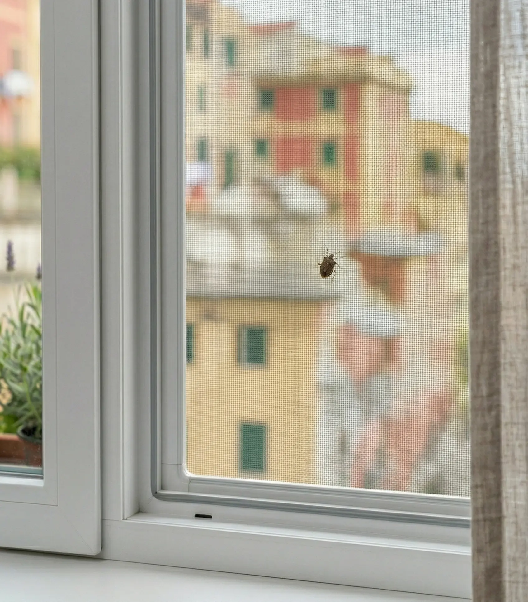 zanzariere contro le cimici zanzariere contro le cimici